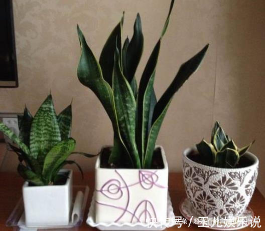 药片|虎皮兰长得慢家里2种“过期药”,7天“喂1片”,长势快