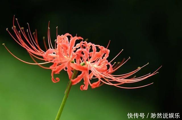 彼岸花如此美艳,却被日本人视为幽冥之花,深扒它的前世今生