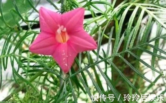 瀑布|颜值超高的漂亮花,好养易活颜值高,容易开成花墙瀑布