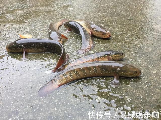 小鱼|入侵长江的新物种?专门吃小鱼小虾?它是土生土长的原生鱼