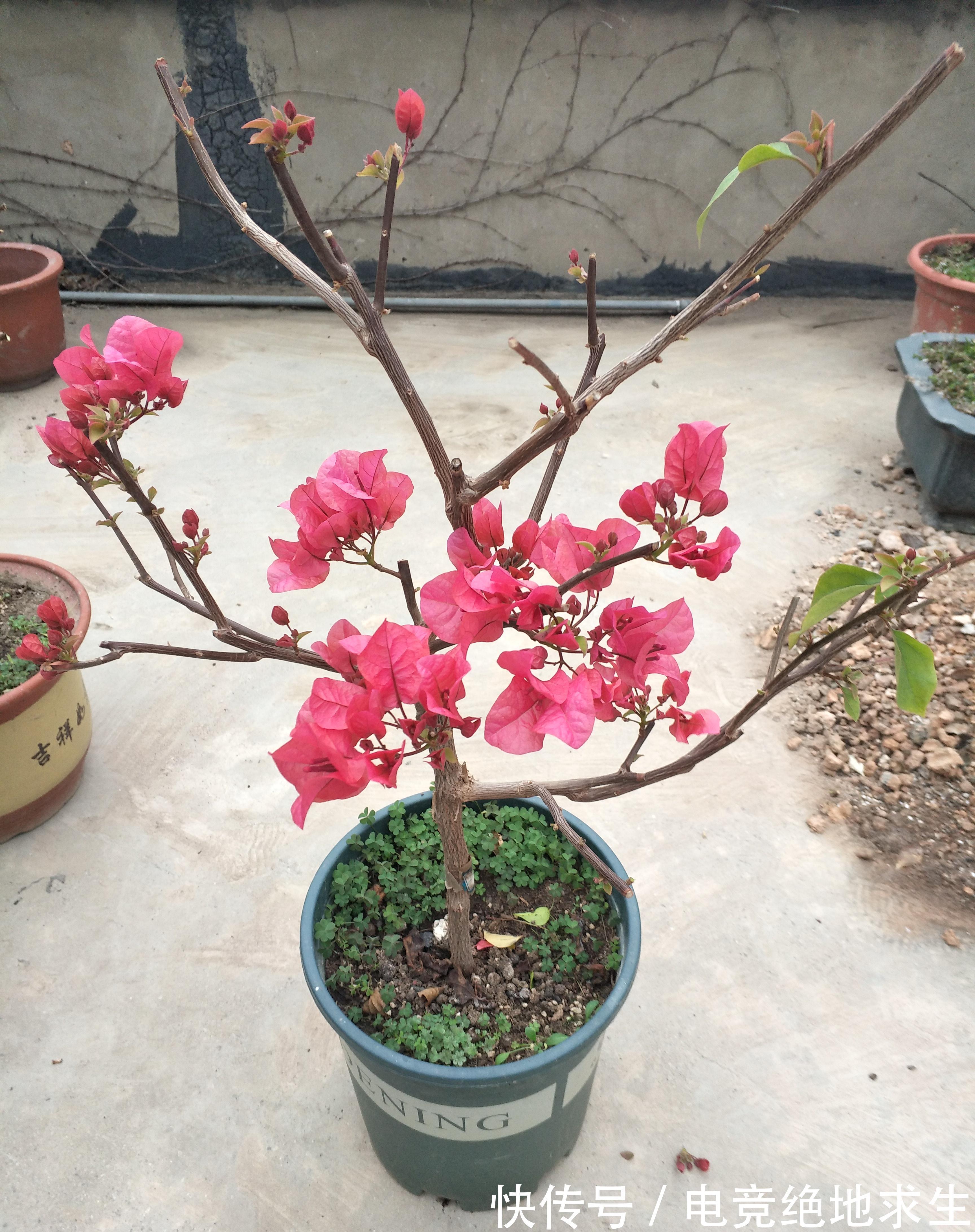 三角梅过冬以后叶片掉光,别急着扔掉,一个方法判定去与留