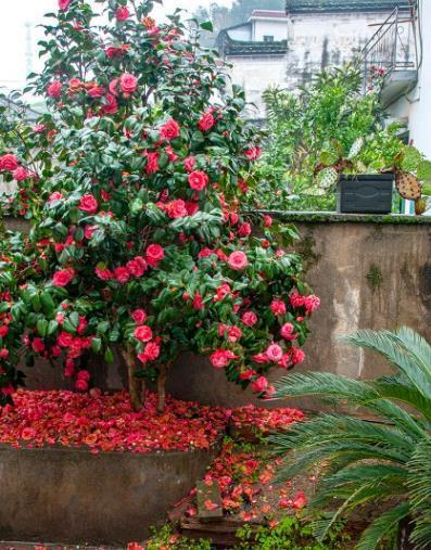 茉莉花|6种北方不适合养的花卉,技术不到位容易死,非高手就不要考虑了