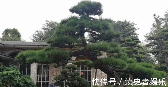 这“3”种花,放在家中最“保值”,养上数10年,几万都不卖