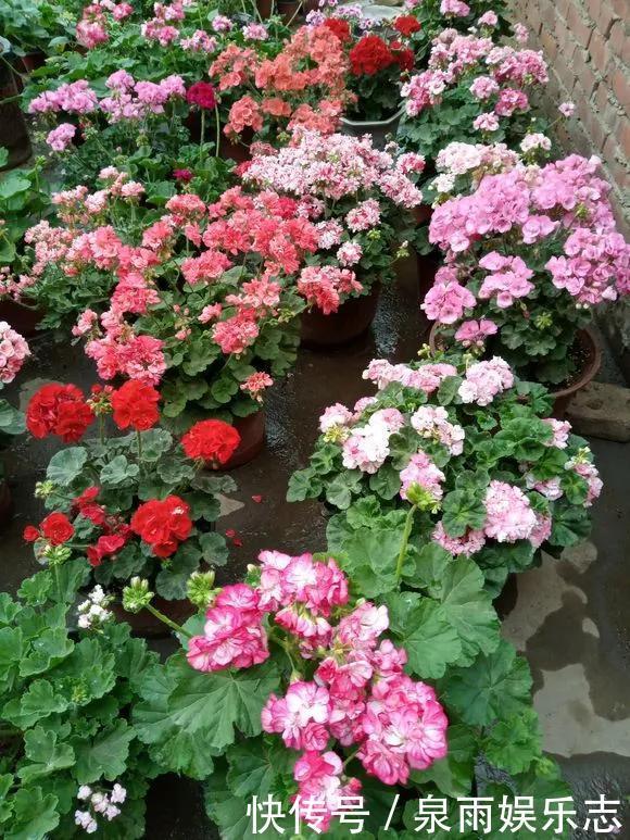 天竺葵|5种花不用管,盆栽地栽都好养,自己就能长成大花球,花开还惊艳