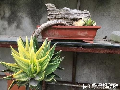 金钱树|太省心的花，1个月浇一次就行，叶子长的还超旺盛！