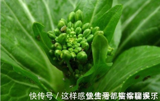 景天三七|以下几种野菜,能降血压血脂,消除咽喉发炎,超乎想象