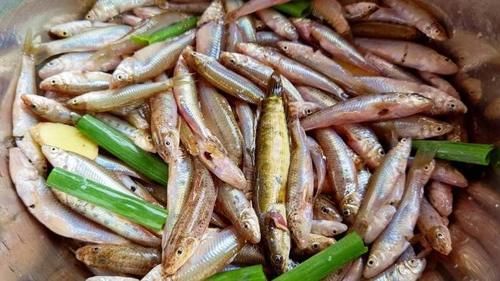 3年才长9厘米，常被误认是小杂鱼，其实营养极高，红烧一锅真鲜美