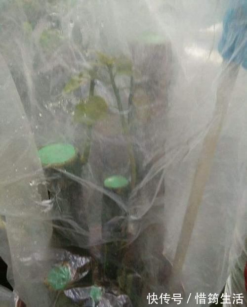 三角梅扦插总不活?吹口仙气,成活率翻倍,20天冒新芽