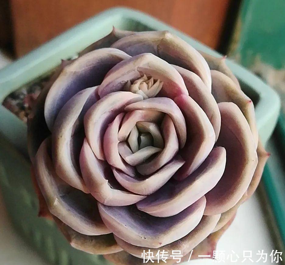 多肉浇水中的干透浇透原来是这么回事