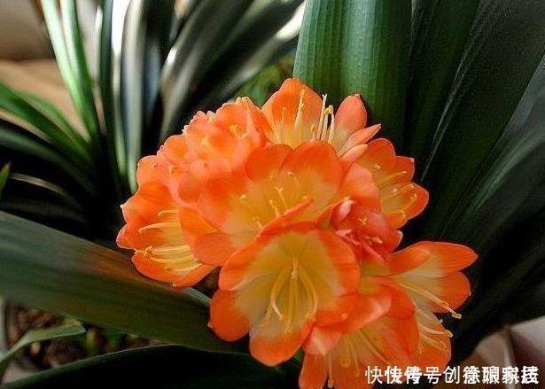 4种花,堪称花界劳模,花期长,开花勤,四季有花赏