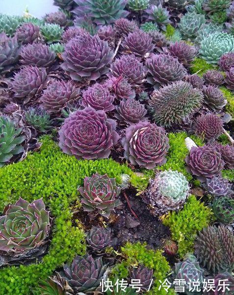 多肉|1种多肉“最好养”,零下20℃冻不死,雪地里“照常”生长