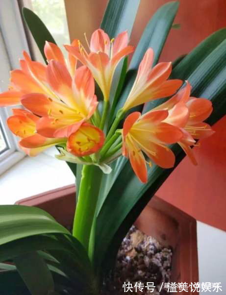 啤酒|君子兰用啤酒擦叶,要注意“一点”,叶更绿更亮,花更大更艳!