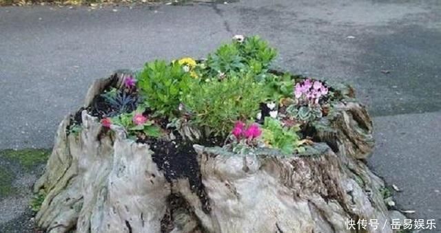 家中常见3种事物,是顶级养花“神器”,见到别浪费,养啥花都旺