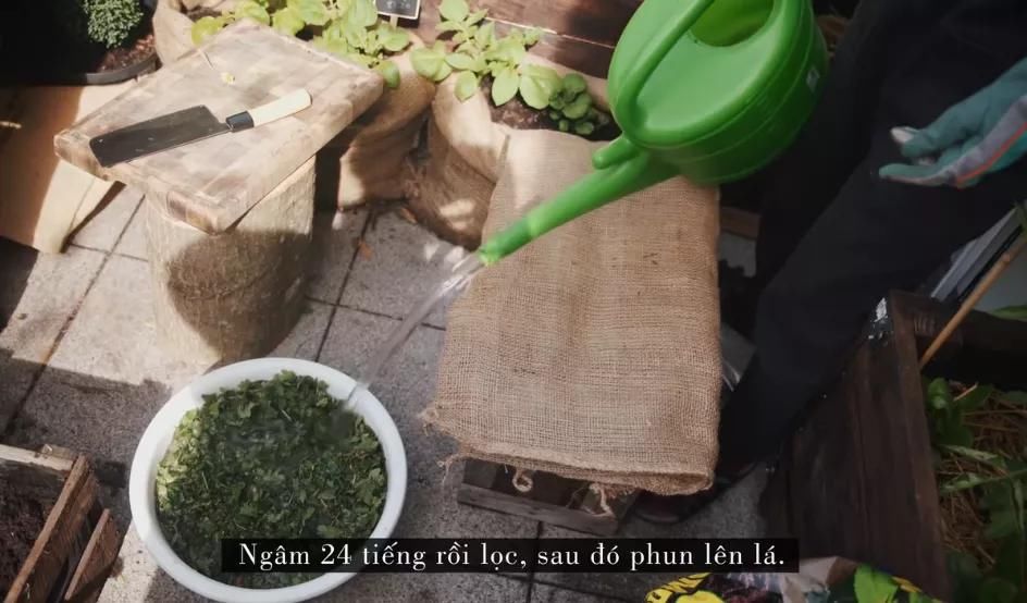 德国主妇将8㎡阳台打造成菜园，不花一分钱种够全家吃的菜