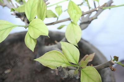 三角梅叶子“卷曲”、不开花学会这几招，叶子嗖嗖冒，花朵爆盆