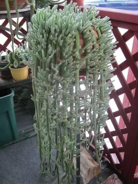 红花|别养多肉了,养盆“白檀”花,样子似毛毛虫一样,还能开红花