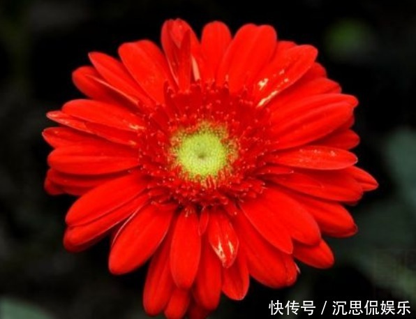 小红菊|新手养花,不如养盆花中精品“小红菊”,花色红艳似火