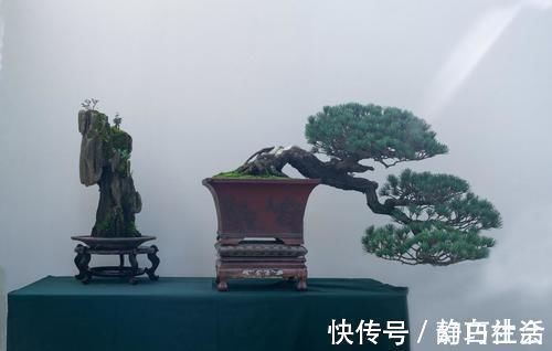 薄膜|三招教会你,让树桩快速发芽成活,方法简单,一看就会,管用