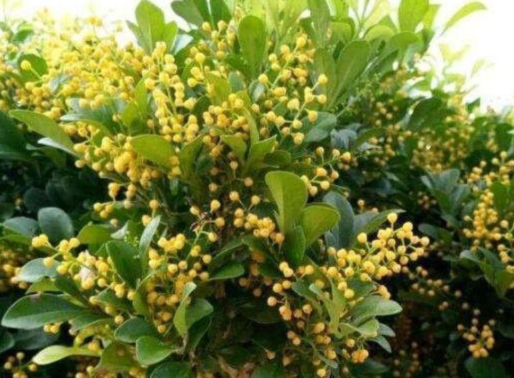 种花|家里养4种花,沾土就活,一养就养爆,直接变成“小花园”