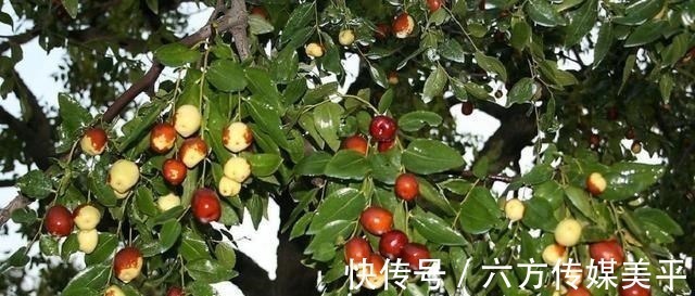 富贵&“院中有五树,子孙一直富”,这五树说的哪些树,有科学依据吗?