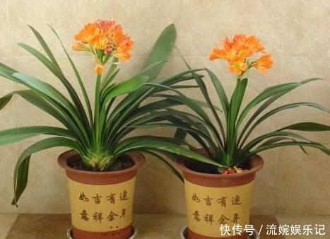  养花挑盆很关键摸清6种材质的优劣，轻松选好花草的''新家''