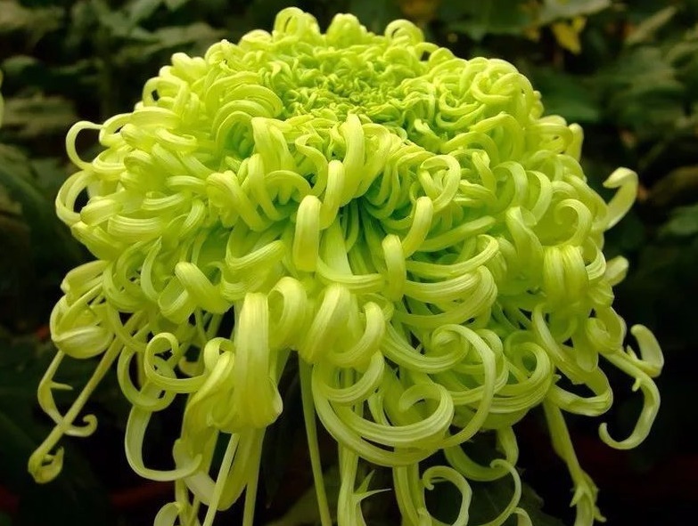 养菊花就养“它”，花大色艳，堪比牡丹，好养易活胜绿萝，值了