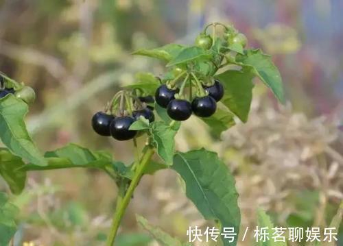 水肿|农村人称为“老鸭眼睛”的一味中药，可以用来调理肾炎水肿！