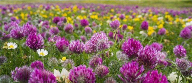 院子养花,适合养一些“开花精品”红三叶,温文尔雅,美幻丽人