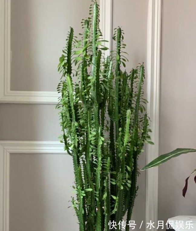 花人|懂花人都养“3种花”,长势喜人,旺宅旺事业,打理简单,寓意好