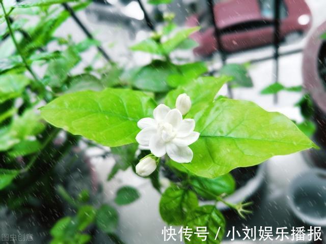 入秋扦插“6种花”，7天就生大白根，告别“黑腐烂”呼呼窜大个