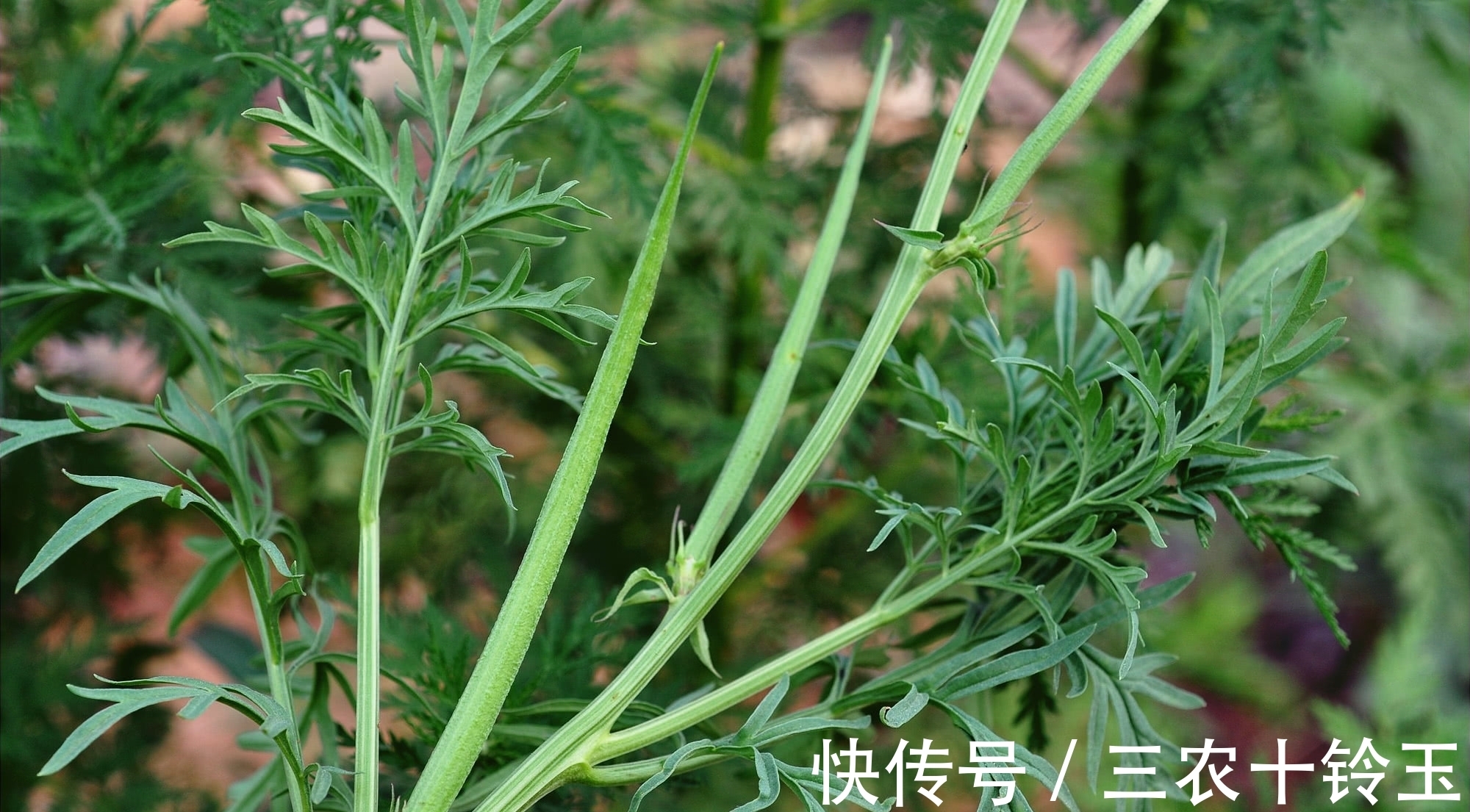 羊角|农村一种野草,常被错认成艾草,果实似羊角,对风湿有特效