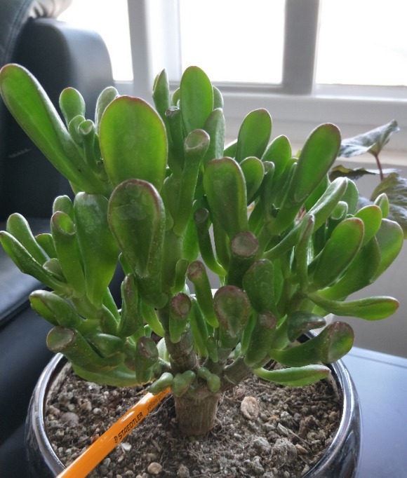 颗粒肥|能“吸财”的多肉,养盆吸财树,肥水不要少,半年养到手臂粗