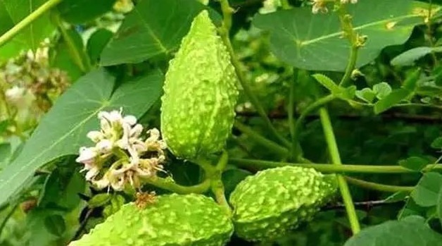 菜食|农村山间神奇草药萝藦果,化痰止咳,补虚助阳,全身上下都是宝