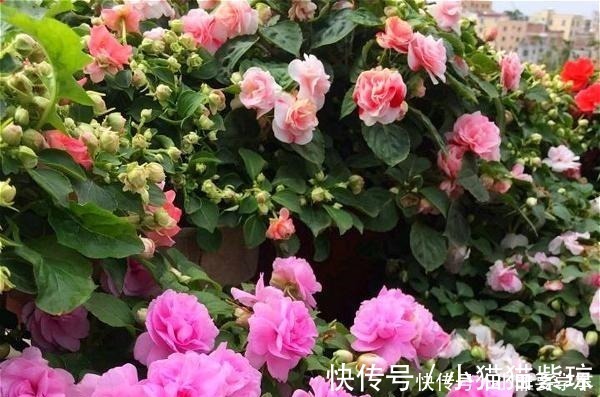 漂亮|四季开花的花,我建议你养这1种,开花多多,比玫瑰和茶花都漂亮!