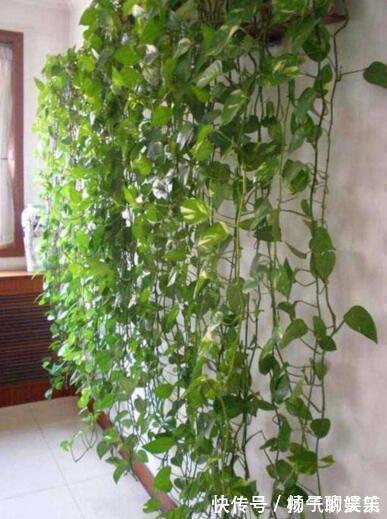 李大妈养绿萝,做好“1件事”,叶子油绿还疯长,1盆变成100盆