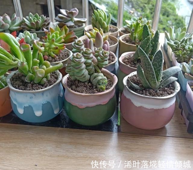 花盆|新手养多肉经常遇到的几个问题,早点知道,就能少走弯路