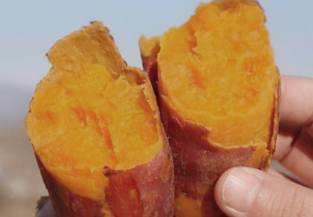 自制一款适合冬季的红薯饵，钓鲤鱼特好用，快去试试