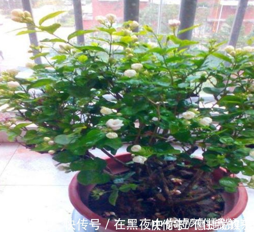 观赏性|茉莉花怎么养学会“3个”方法，枝条健壮叶子绿，花朵洁白繁多