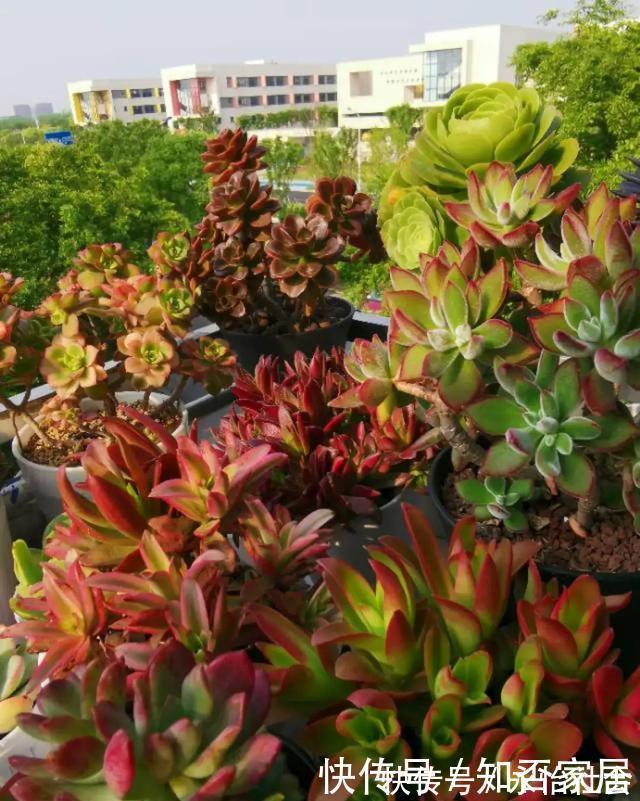 养花技巧：折腾不死的25种花，咋养都爆盆，懒人最适合