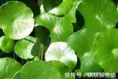 有钱人家都养这几种花，招财纳福，怪不得那么有钱，看着都心动