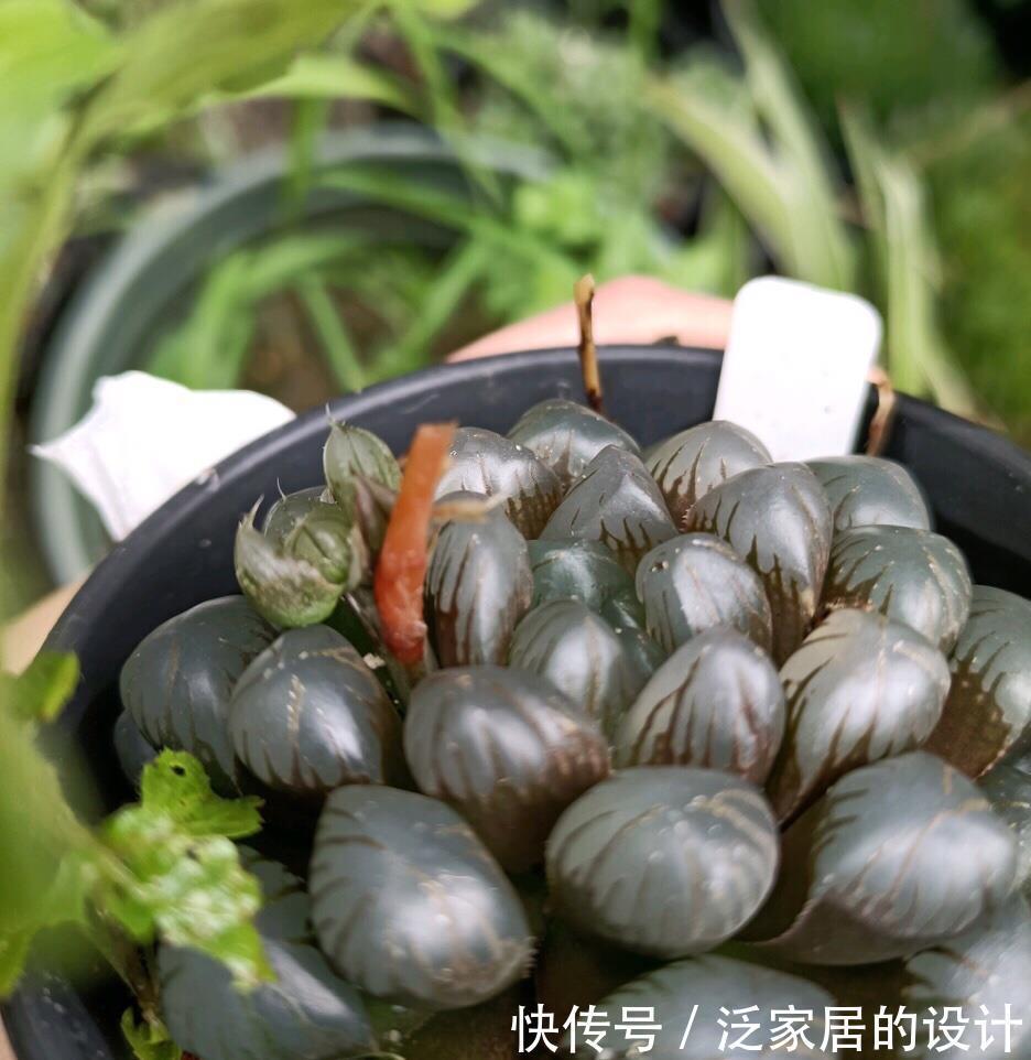 光照|养多肉玉露就怕2件事,及时规避,养出的玉露人见人爱