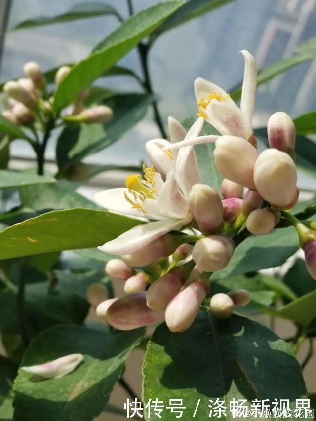 6种杀菌花,杀菌去异味,家里空气更干净!