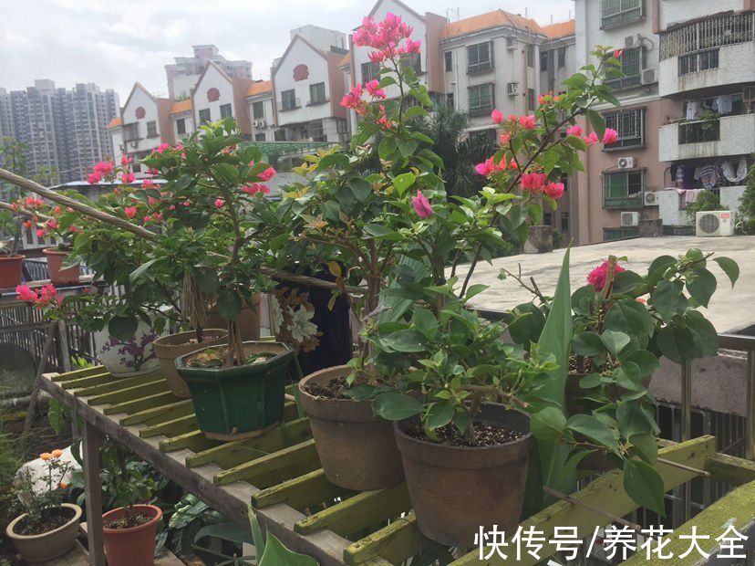 本来有个一楼院子,后来因养花换成天台,真是后悔