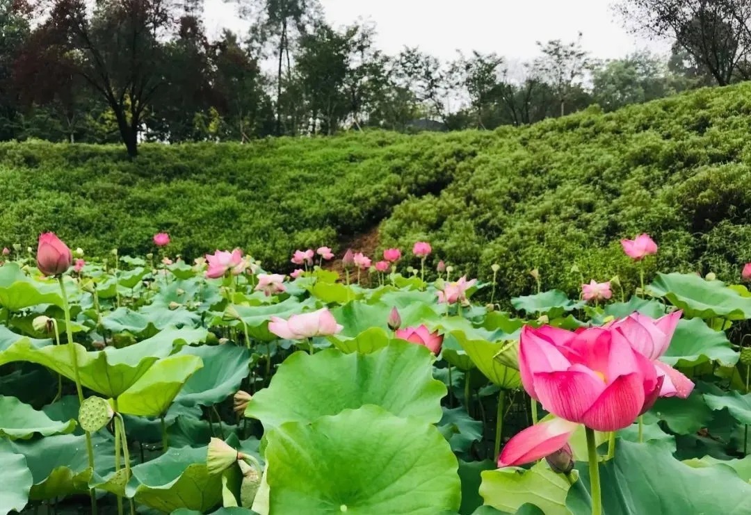 花海|巴南云林天乡的初秋，竟然还能看花海，约不约？