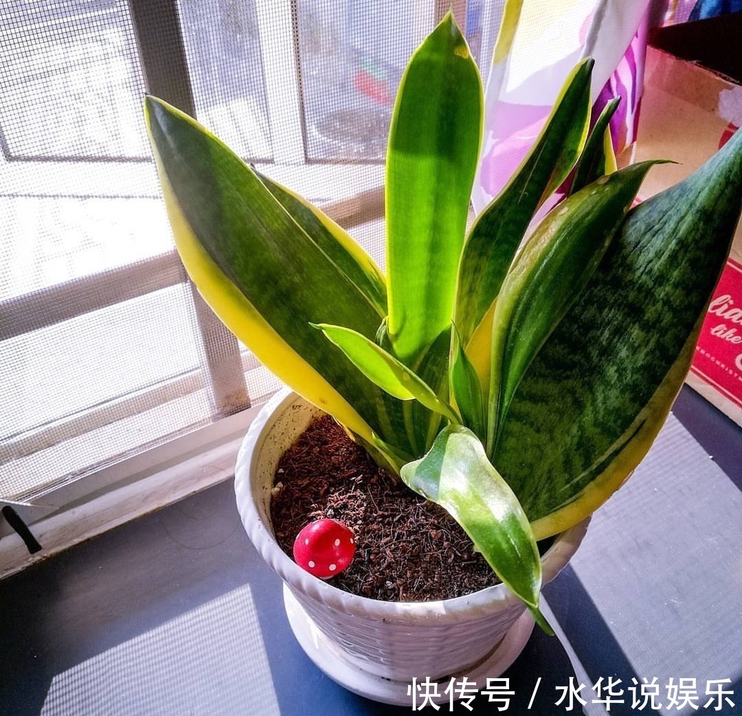 酒鬼|这“3种花”,全都是“酒鬼”,每天喝一点,想不绿叶都难