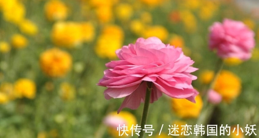 花毛茛开花后怎么养,花毛茛养殖方法总结