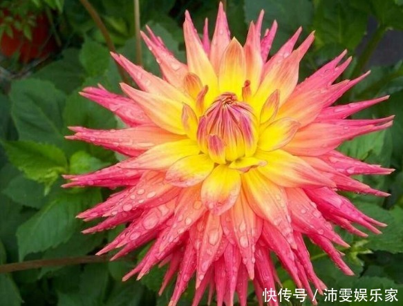 菊花|喜欢菊花，不如养盆“稀世名菊”大红芍药，花开似芍药，妩媚端庄