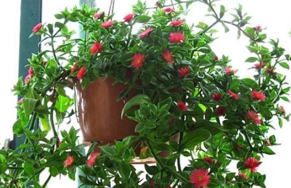 牡丹吊兰开花少怎么办，教你三个小技巧，让它花开满枝头