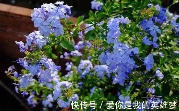 花花量|2种花不怕热,越热越开花,一开200多天,现在种1个月就开爆!