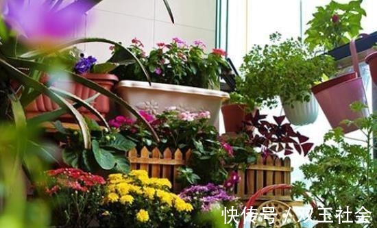 同样是在阳台养花,为什么别人养的那么好,我却养一盆死一盆